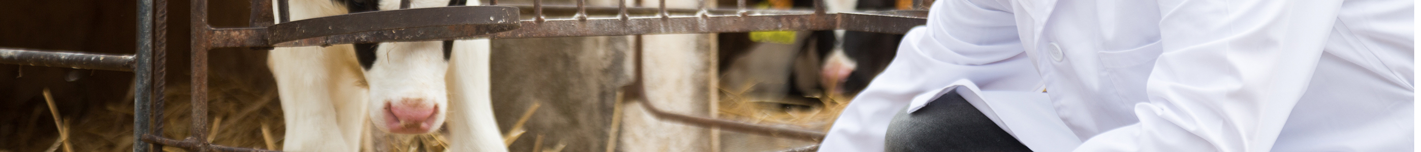 Page banner